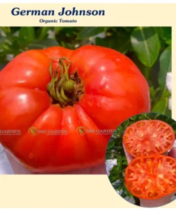 [Hạt giống Mỹ] Gói 10 Hạt giống Cà chua múi Đức German Johnson hương vị ngon đậm và năng suất