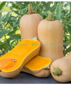 [Hạt giống Mỹ] Gói 10 Hạt giống Mỹ Bí bơ Butternut dễ trồng ngon nhất trong các loại bí