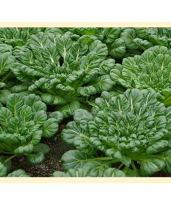 [Hạt giống Mỹ] Gói 100 Hạt giống cải hoa hồng Tatsoi, cây đẹp và ngon