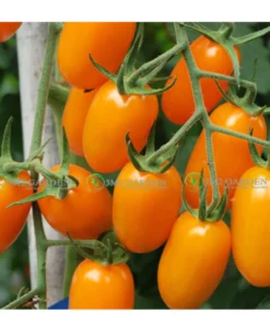 [Hạt giống Mỹ] Gói 6 hạt giống Cà chua Nova cà chua trái cây giống chịu nhiệt sai quả năng suất cao