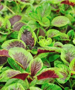 Gói zip 200 hạt giống Hu Hsien dền khoang Đài loan thơm ngon