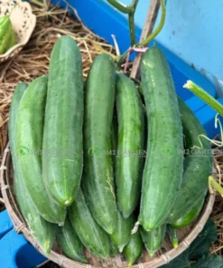 [Hạt giống Nhật] Gói 10 Hạt giống Dưa leo Vip Nhật Mikori dưa chuột chịu nhiệt tự thụ