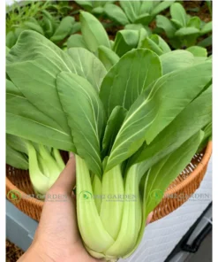 [Hạt giống Nhật] Gói 100 Hạt giống Cải thìa Gina ngon ngọt dễ trồng