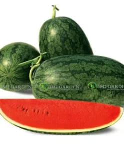 [Hạt giống Thái Lan] Gói 20 hạt giống Dưa hấu Fancy hắc mỹ nhân sọc ruột đỏ giống đỏ ngọt đậm vị cây khỏe dễ trồng