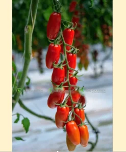 [Hạt giống Israel] Gói 5 hạt giống Cà chua siêu ngọt sweet Cherry Top sai quả chịu nhiệt trồng quanh năm