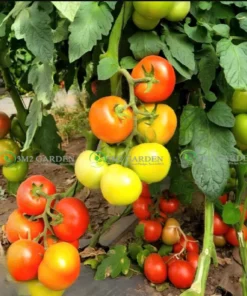 [Hạt giống Israel] Cà chua Beef Top 2522 Gói 5 hạt giống chuẩn giống chịu nhiệt thơm ngon trái tròn chắc to giống vô hạn