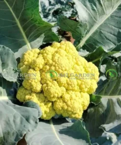 [Hạt giống Nhật] Gói 30 Hạt Bông cải vàng chanh sup lơ chịu nhiệt dễ trồng thơm ngon